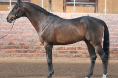 Chalypso