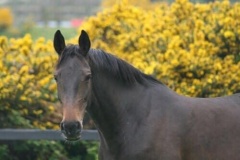 Highland Royale