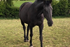 HVL Trojan Princess (dam)