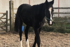 CLF Oriella (half sister)