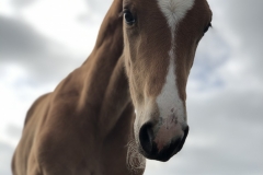 CLF Texan Chilli