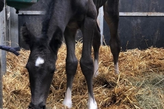 CLF Zevas Mystery