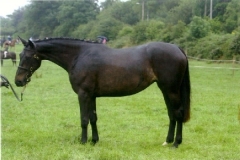 Highland Mystique