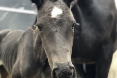 CLF Zevas Mystery