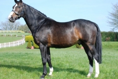 Exquis Powerfee
