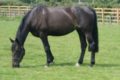 Highland Mystique