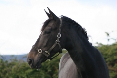 Highland Mystique