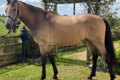 CLF Veronas Fusion
