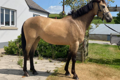 CLF Veronas Fusion