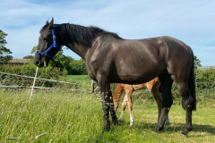 HVL Trojan Princess