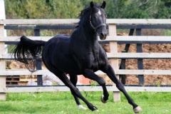 VDL Orestus.
