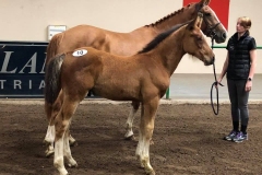 CLF Kaleb 18
