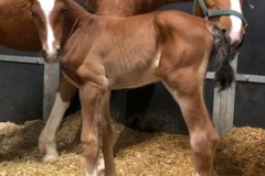 CLF Kaleb 18