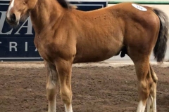CLF Kaleb 18